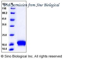 Sino Biological 50095-HNAE image 1