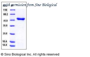 Sino Biological 11931-H07E image 1