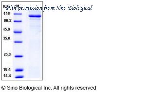 Sino Biological 11823-H20B image 1