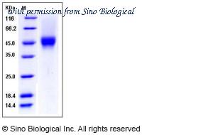 Sino Biological 10389-H27H image 1