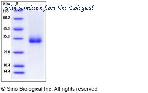 Sino Biological 90014-C27H-B image 1