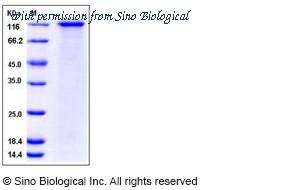Sino Biological 11948-H08H image 1