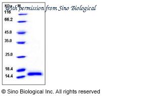 Sino Biological 12473-H07E image 1