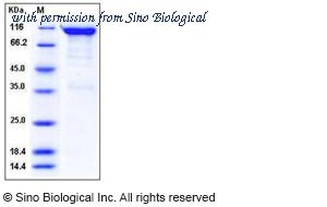 Sino Biological 11756-H02H image 1