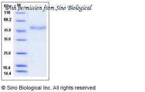 Sino Biological 11506-H08H image 1