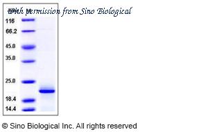 Sino Biological 11927-H07E image 1