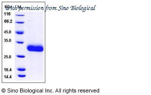 Sino Biological 10877-H28E image 1