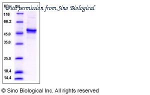 Sino Biological 12373-H07B image 1
