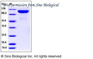 Sino Biological 80049-R08H image 1