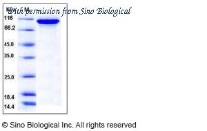 Sino Biological 50663-M07H image 1
