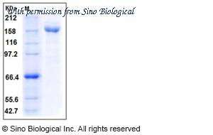 Sino Biological 10952-H08B image 1