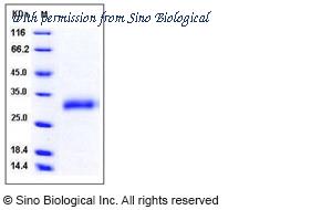 Sino Biological 50070-M28E image 1