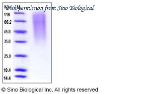 Sino Biological 12260-H08H image 1