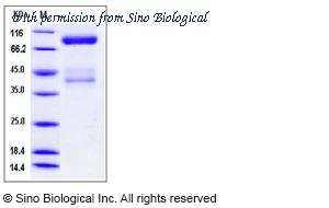 Sino Biological 70008-D08H image 1