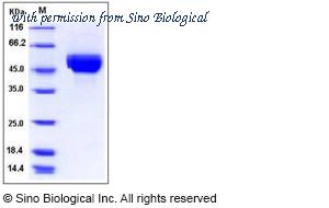 Sino Biological 11709-V08H1 image 1