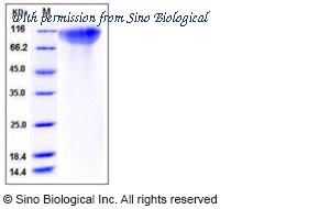 Sino Biological 10269-H08H1 image 1