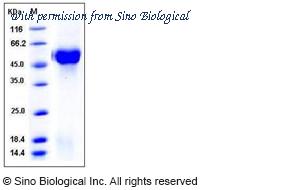 Sino Biological 11590-H07H image 1