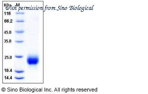 Sino Biological 11083-H08H1 image 1