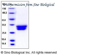 Sino Biological 11543-H08H image 1