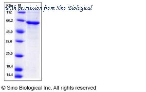Sino Biological 11191-H07B image 1