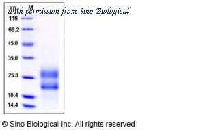 Sino Biological 11185-H08H1 image 1