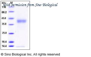 Sino Biological 12116-H08H image 1