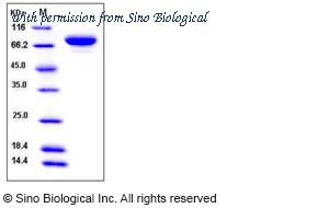 Sino Biological 11903-H08H image 1