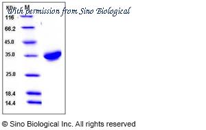 Sino Biological 10799-H08H image 1