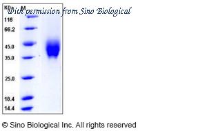 Sino Biological 50665-M08H image 1