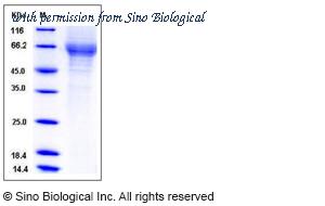 Sino Biological 12161-H08H image 1