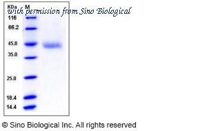 Sino Biological 50686-M08H1 image 1
