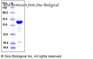 Sino Biological 10957-H09E image 1