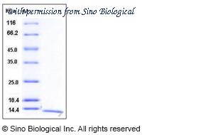 Sino Biological 11137-HNAE image 1