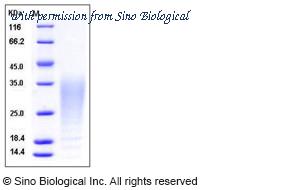 Sino Biological 11057-C07H image 1