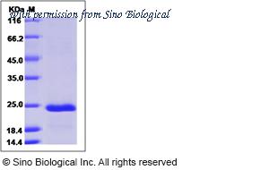 Sino Biological 12735-H08H image 1