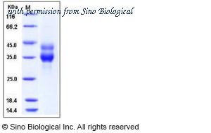 Sino Biological 50084-M08H image 1