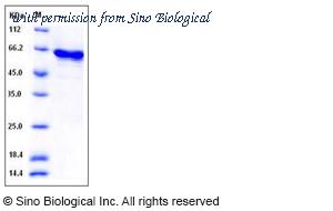 Sino Biological 10747-H09B image 1