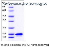 Sino Biological 10270-HNAE image 1