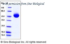Sino Biological 10959-H08H image 1