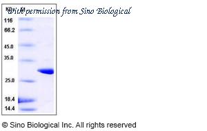 Sino Biological 11213-HNAB image 1