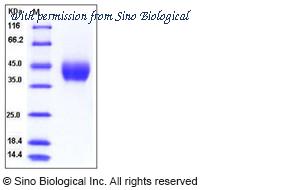 Sino Biological 50539-M08H image 1