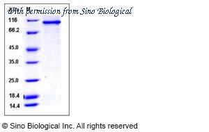Sino Biological 12132-H20B image 1