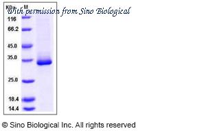 Sino Biological 50472-M07B image 1