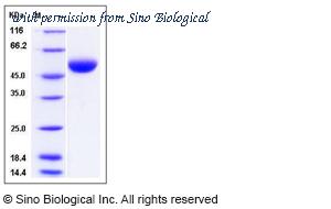 Sino Biological 60003-F08H image 1