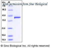 Sino Biological 50693-M08H image 1