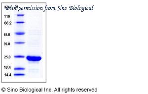 Sino Biological 80012-RNAE image 1