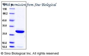 Sino Biological 11257-H07E image 1