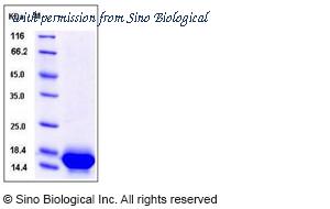 Sino Biological 50155-MNAE image 1