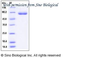 Sino Biological 10526-H08H image 1