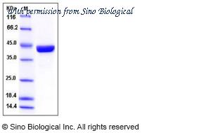 Sino Biological 12838-H07B image 1